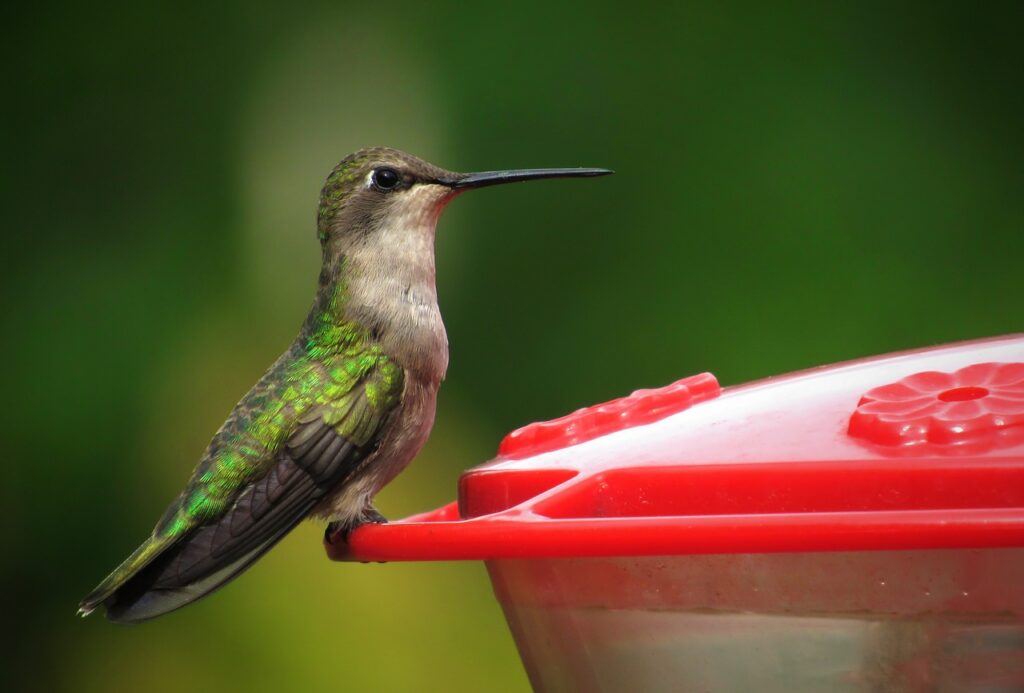 The 5 Best Hummingbird Feeders for Birds